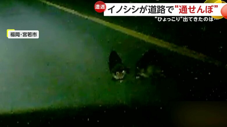 車に近づいてこようとしていた2匹のアライグマ