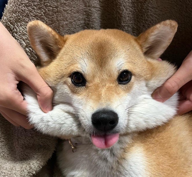 提供：柴犬ゆきちゃん