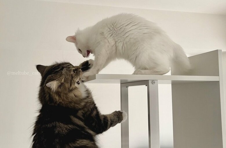 キャットタワーのてっぺんをかけてバトル