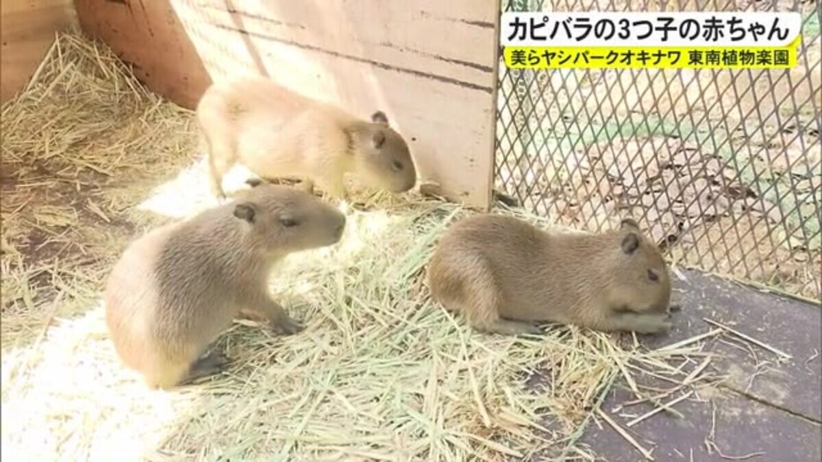 ３つ子のカピバラ赤ちゃん