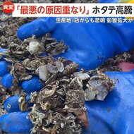 「最悪の原因重なり」稚貝9割死滅しホタテ2倍に高騰！高水温とエサ不足が直撃　人気バイキング店「そんなに食べないで」産地青森「復活するまで何年もかかる」