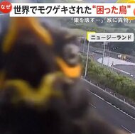 世界で相次ぐ“困った鳥”…「巣を壊すムクドリ」に「20cmのプラ…