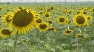 約１００万本の花が咲き競う…笠岡市の笠岡湾干拓地でヒマワリの花見ごろ　種まきずらす工夫も【岡山】
