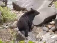 ニワトリが頭から食べられる…クマの目撃相次ぐ岐阜県関市 冬眠明けとレジャーの時期重なり専門家は「遭遇リスク避けて」