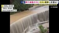 【現場報告】「畑のミカンが無事か確認できていない」　10月としては最大「1時間に68ミリ」の雨記録した和歌山・湯浅町　収穫を間近に控えるも集荷場が浸水など被害