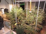 大麻草の鉢植え３６個分を営利目的で栽培か　自称会社役員の男（27）など３人を逮捕　広島・福山市