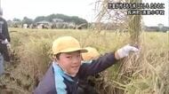 児童が育てたもち米の稲刈り【熊本】