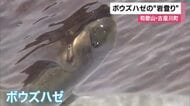懸命に上流をめざし川をのぼる　ハゼボウズ　吸盤のような口などを使って”よじ登る”姿　８月末ごろまで　和歌山・古座川町