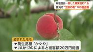 モモの知識があり準備の上の犯行の可能性も　収穫目前の「北限の桃」約700個盗まれる被害　秋田・鹿角市