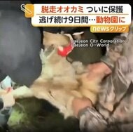 9日間逃げ続けた“脱走オオカミ”ついに保護　胃の中から「釣り針」　回復次第仲間のもとへ　韓国