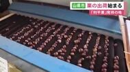 栗の一大産地…岐阜県山県市で早生品種「丹沢」の出荷始まる 9/20頃からは甘味が強く大粒の「利平栗」も