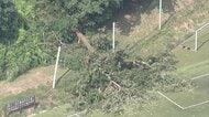 小学生のサッカーの試合中に倒木　観戦していた幼児含む7人がケガ　ネットを突き破り枝がコートへ　静岡・御殿場市