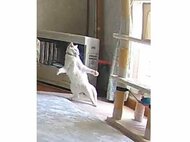 「アクティブに動いてます」留守番中の愛猫の姿が元気いっぱい……