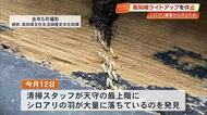天守に羽が大量落下し気づく　高知城のライトアップがシロアリ誘うため休止、8月再開へ