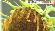 ヒマワリがシオシオ…山陰に熱波16日は米子で38℃予想　7月下旬にかけ危険な暑さに警戒を（鳥取）