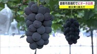 全滅からの復興 西日本豪雨後に植えたピオーネ初出荷 真備のブドウ農家【岡山・倉敷市】