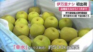 太陽の光を浴び甘く実った「伊万里ナシ」初出荷【伊万里市】