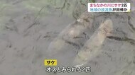 まちなかの川にサケが遡上…放流魚が里帰り? 富山市