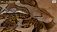 体長3.5mのニシキヘビが