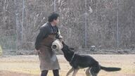 「鼻は小型犬の方がいい気がする」知っているようで知らない『警察犬』のイマ 全国で9割近くが嘱託の民間犬