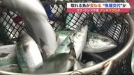 サケ・サンマ不漁続く…一方でブリやマグロが次々と　北海道の海で起きている異変は「魚種交代」か
