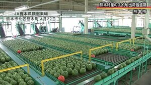 熊本特産のスイカの出荷が最盛期