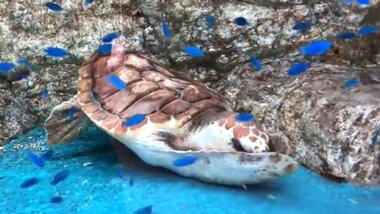 「ウミガメは猫です」前足で顔をくるくる洗っているの?“謎カワイイ”仕草の理由を聞いた