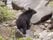 ニワトリが頭から食べられる…クマの目撃相次ぐ岐阜県関市 冬眠明けと…