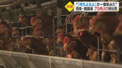 “悪夢の日々”から7カ月　鶏舎に戻ってきたニワトリの声…鳥インフル乗り越え【愛媛発】