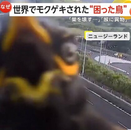 世界で相次ぐ“困った鳥”…「巣を壊すムクドリ」に「20cmのプラスチックコップのみ込んだサギ」　ニュージーランド＆ブラジル