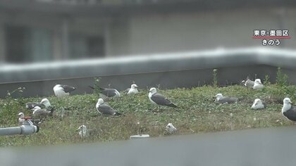 都心マンション屋上にウミネコが多数住み着き“巣作り” 原因は「屋上緑化」か？ 近隣住民“みゃーみゃー”という鳴き声やフン被害に困惑