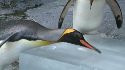 【真夏の贈り物】旭山動物園の動物たちにハチミツ入りの氷をプレゼント！ビッグな氷をかじるホッキョクグマや群がるサル、うっとりする？ペンギン…動物たちの涼しげな姿が来園者の癒しに〈北海道旭川市〉