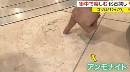 仙台の街中に多くの化石が眠っている？百貨店、地下鉄、図書館…化石探しの専門家と発掘体験【宮城発】