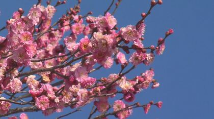 紅白の梅の開花進む　上田城跡公園　長野・上田市