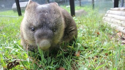 小さな動物園のウォンバットが世界最高齢で2つの“ギネス記録”! 現在33歳の普段の様子を聞いた