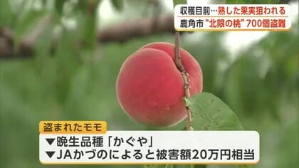 モモの知識持ち、入念な準備の上の犯行か　収穫目前の「北限の桃」約700個盗まれる被害　秋田・鹿角市