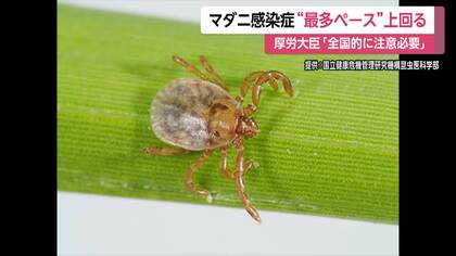 マダニが媒介の感染症SFTS（重症熱性血小板減少症候群）過去最多ペース　感染者数が前年同時期を上回る