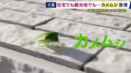 「キモっ！」「恐怖」「だめー！」「くさっ」　“緑色の厄介者”「カメムシ」が増加中　繁華街にも家にも…放置すると“仲間を呼んで”越冬する恐れも　害虫駆除の”プロ”が注意すべき点を解説