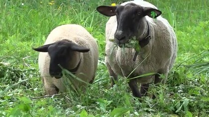 ヒツジたちと触れ合えるスポットが六呂師高原に誕生　アルプスをイメージしたミニ牧場【福井・大野市】