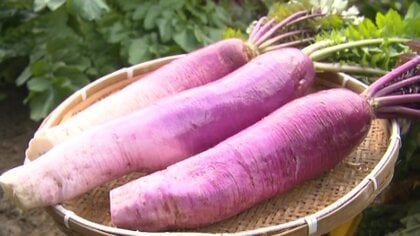 足より大きい！糖度高く美味「女山大根」“GI登録”で伝統野菜を守り抜く【佐賀発】