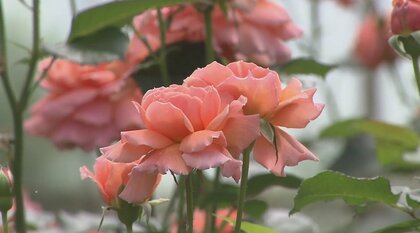 香りが通常のバラの3840倍！魅力の数値化で売り上げ3倍に　農園を救った「成分ブランディング」とは