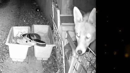 【独自】住民困惑…120足以上の「サンダル盗難事件」防犯カメラが捉えた“思わぬ犯人”による決定的瞬間！兵庫・丹波市