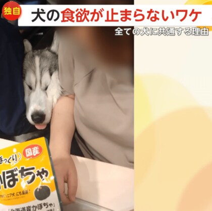 【独自】“顔ムギュッ！SNSで話題のおやつに執着するシベリアンハスキー…無限の食い意地は犬の習性　東京・足立区