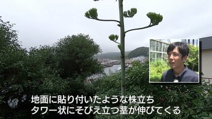 なぜ？】長崎でも開花！世紀の植物「リュウゼツラン」100年に一度の