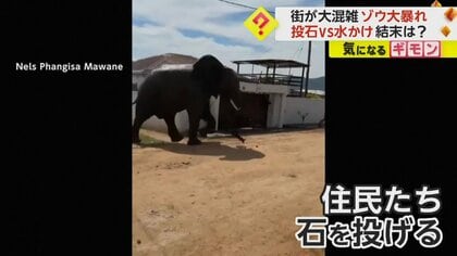 野生のアフリカゾウが街で“大暴れ” 石投げvs水かけで攻防…やむを得ず殺