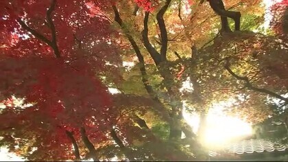 中央公民館の紅葉 見ごろ 移り変わっていく色のグラデーション 岩手 盛岡市