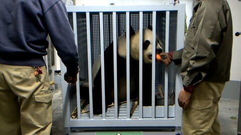 顔を出してエサ食べる場面も…双子パンダ「シャオシャオ」「レイレイ」中国・四川省の保護センターに到着