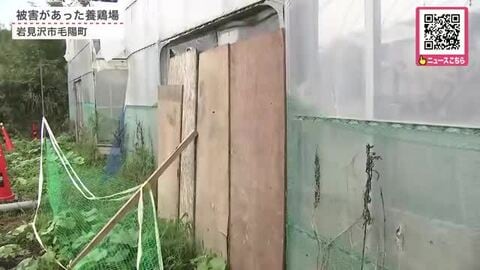 養鶏場でカモ20羽がヒグマに襲われ死ぬ―ニワトリなどが襲われる被害が2件があったばかり…同一個体か…市は電気柵設置へ＜北海道岩見沢市＞