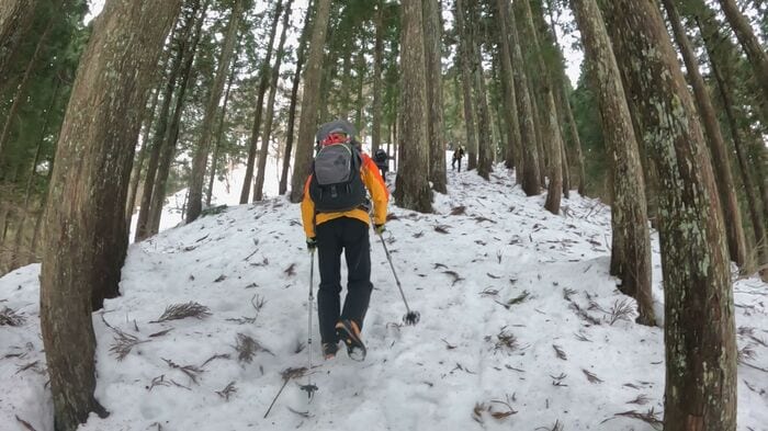 樹木の中を進む
