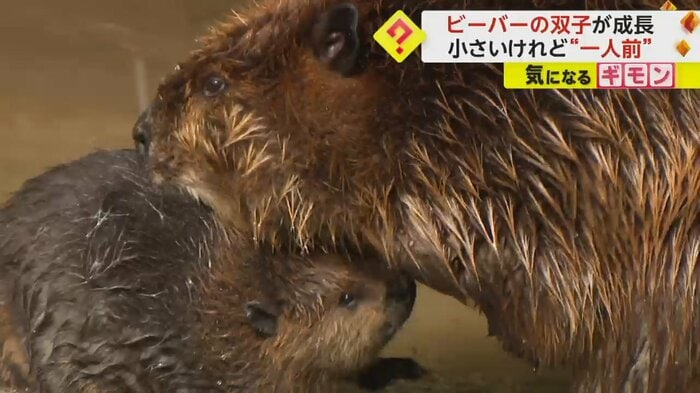 お母さんに毛づくろいしてもらうアメリカビーバーの赤ちゃん